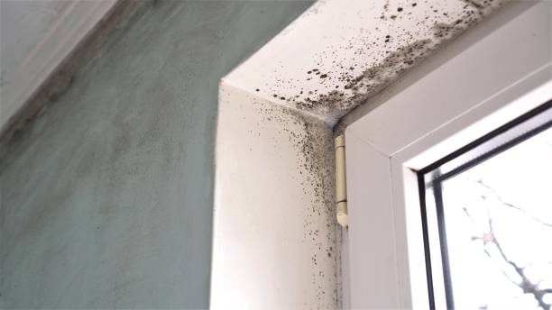 Best Mold Cleaning Services  in Berne, IN