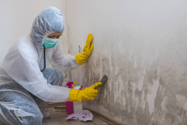 Best Fast Mold Removal  in Berne, IN