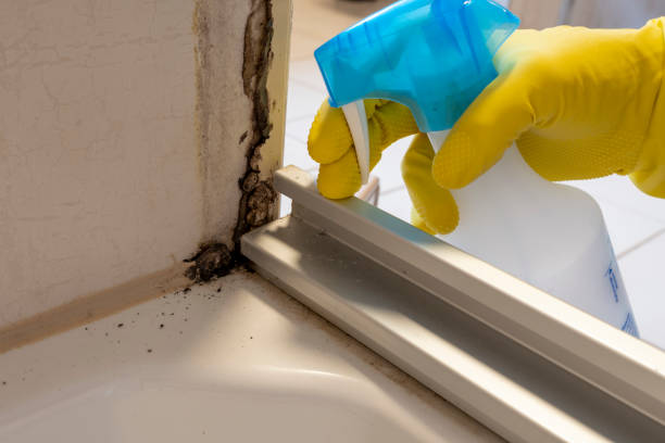 Best Mold Remediation  in Berne, IN