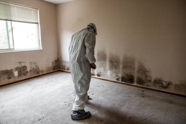 Best Toxic Mold Removal  in Berne, IN