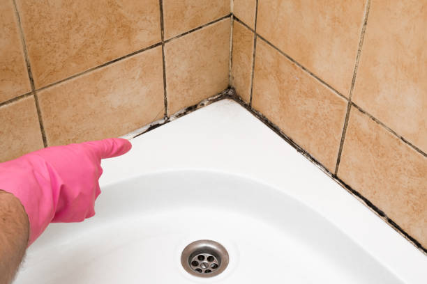 Professional Mold Removal in Berne, IN
